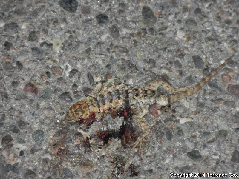 Sonoran Spiny Lizard (Sceloporus clarkii clarkii)