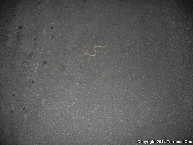 Yaqui Black-headed Snake (Tantilla yaquia)