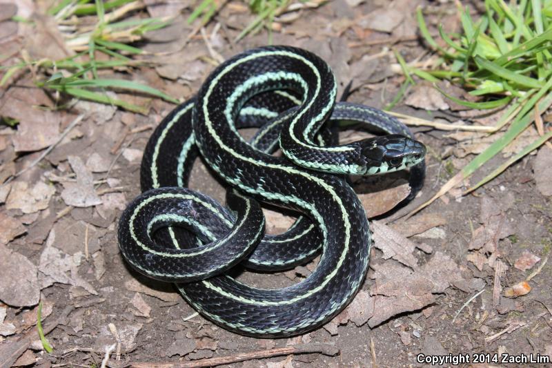 Puget Sound Gartersnake (Thamnophis sirtalis pickeringii)