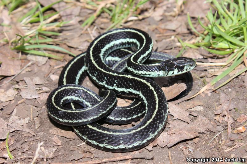 Puget Sound Gartersnake (Thamnophis sirtalis pickeringii)