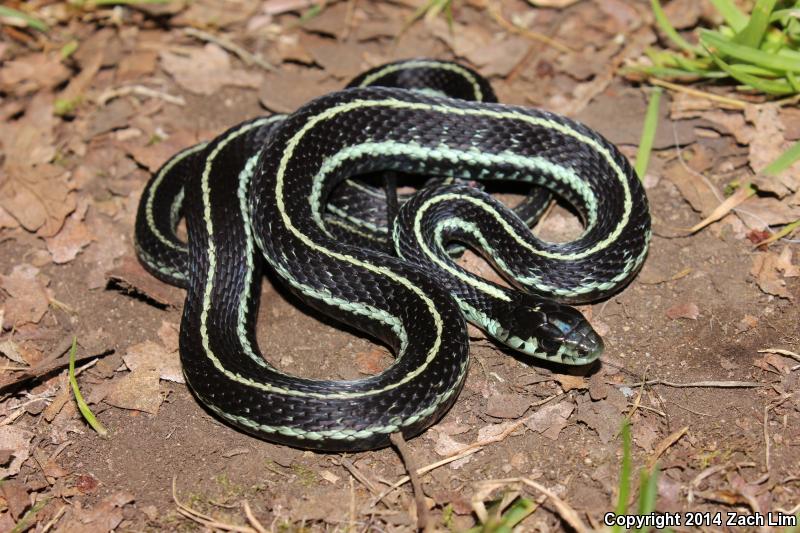 Puget Sound Gartersnake (Thamnophis sirtalis pickeringii)