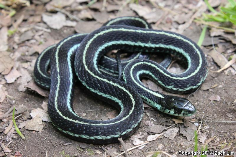 Puget Sound Gartersnake (Thamnophis sirtalis pickeringii)