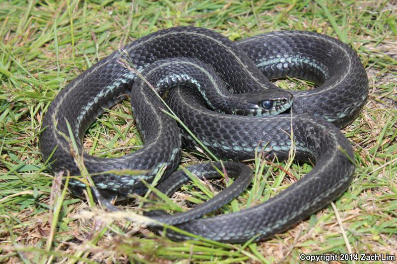 Puget Sound Gartersnake (Thamnophis sirtalis pickeringii)