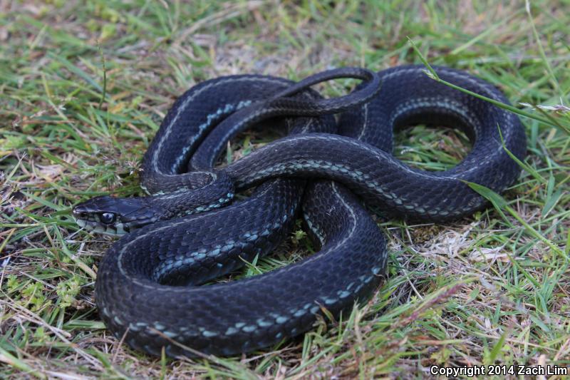 Puget Sound Gartersnake (Thamnophis sirtalis pickeringii)