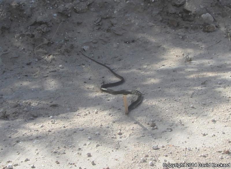 Ruthven's Whipsnake (Coluber schotti ruthveni)