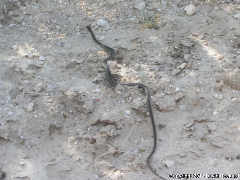 Ruthven's Whipsnake (Coluber schotti ruthveni)