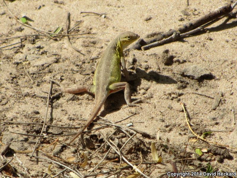 Northern Keeled Earless Lizard (Holbrookia propinqua propinqua)