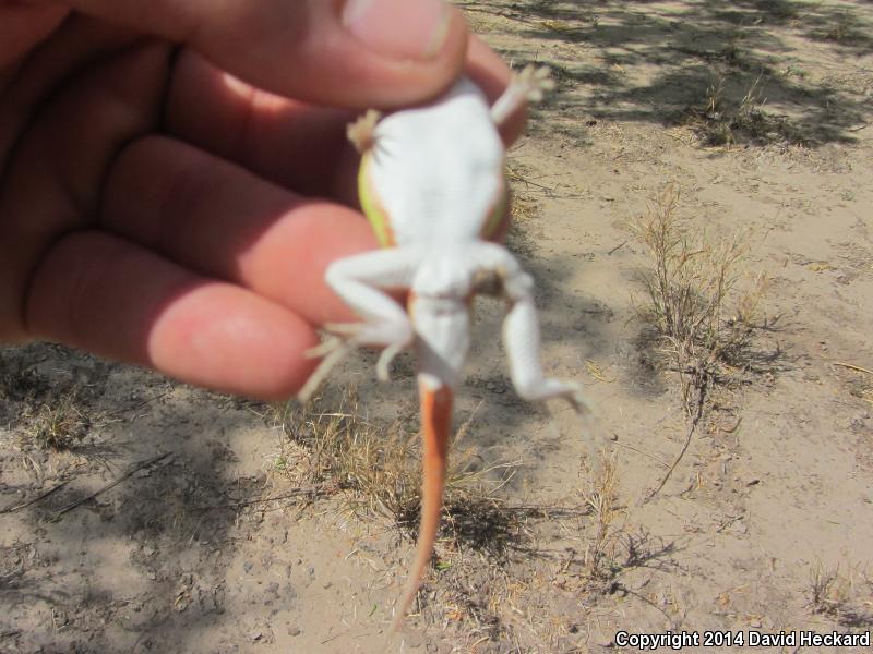 Northern Keeled Earless Lizard (Holbrookia propinqua propinqua)