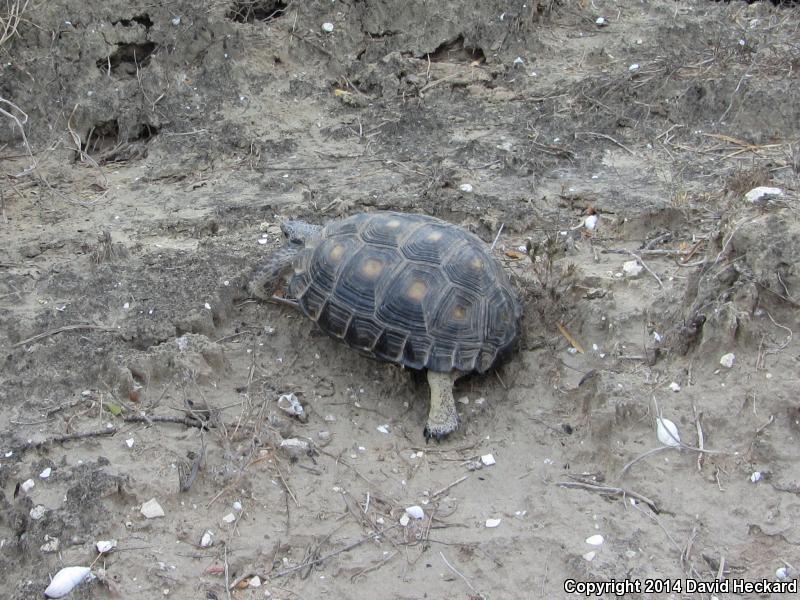 Texas Tortoise (Gopherus berlandieri)