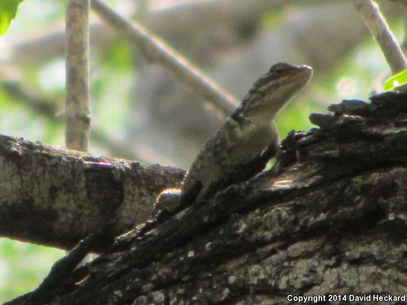 Blue-chinned Rough-scaled Lizard (Sceloporus cyanogenys)