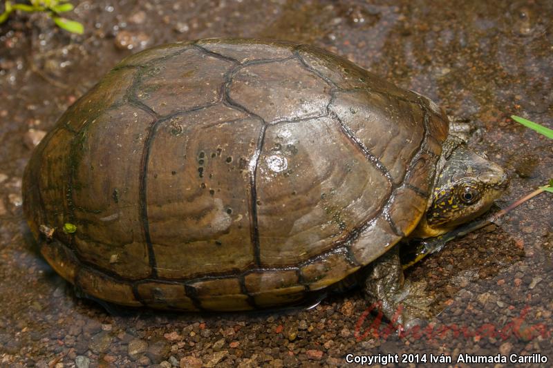 Jalisco Mud Turtle (Kinosternon chimalhuaca)