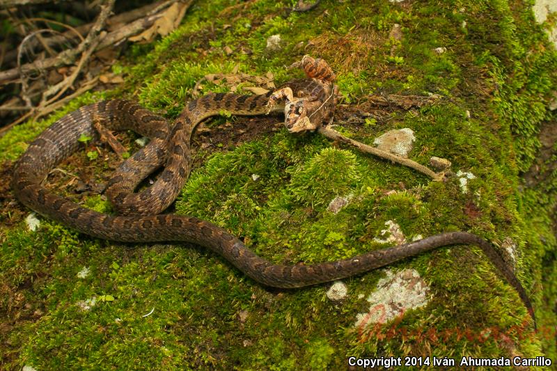 Bresson's Splendid Cat-eyed Snake (Leptodeira splendida bressoni)