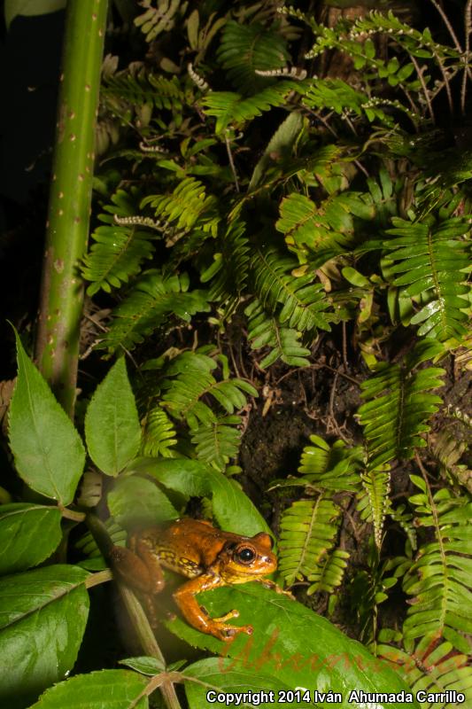 Mexican Fringe-limbed Treefrog (Plectrohyla bistincta)