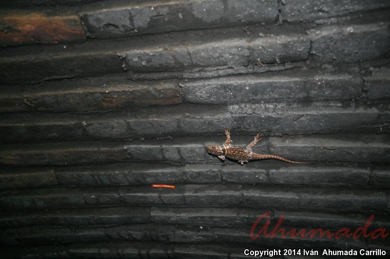 Buller's Spiny Lizard (Sceloporus bulleri)