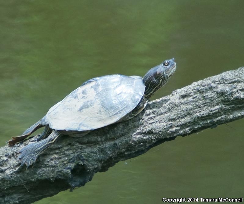 Alabama Map Turtle (Graptemys pulchra)