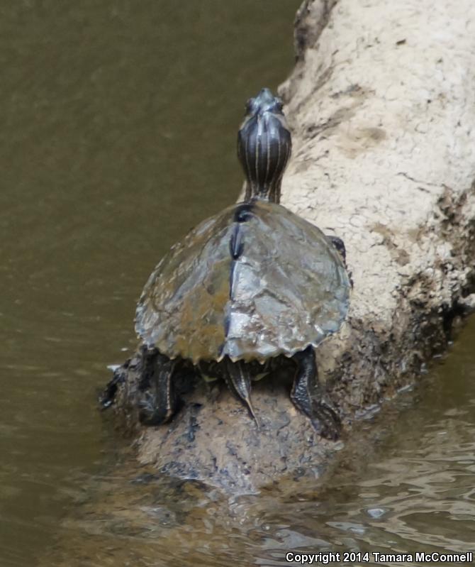 Alabama Map Turtle (Graptemys pulchra)