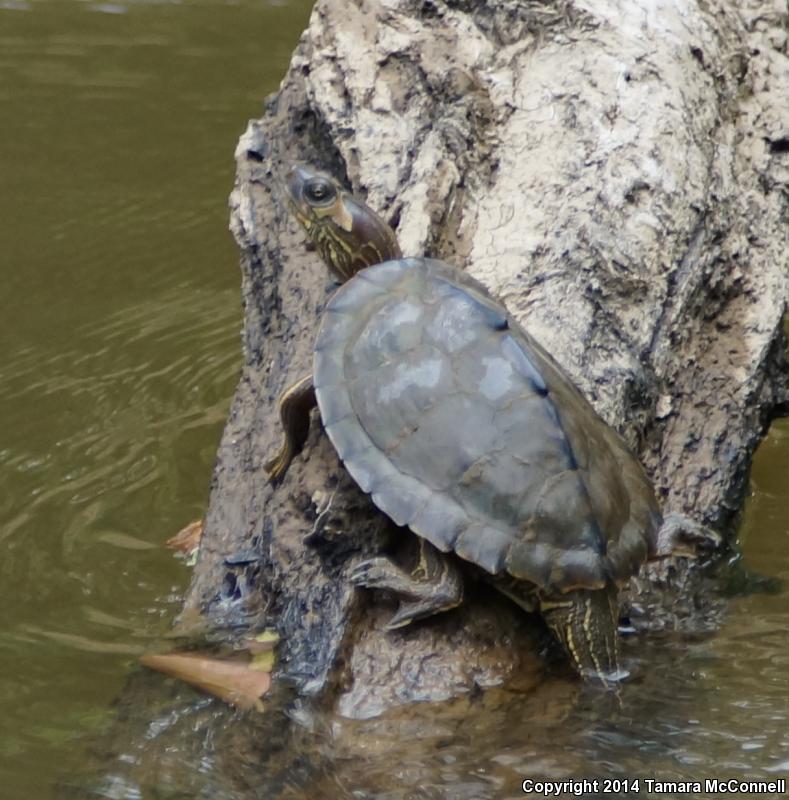 Alabama Map Turtle (Graptemys pulchra)