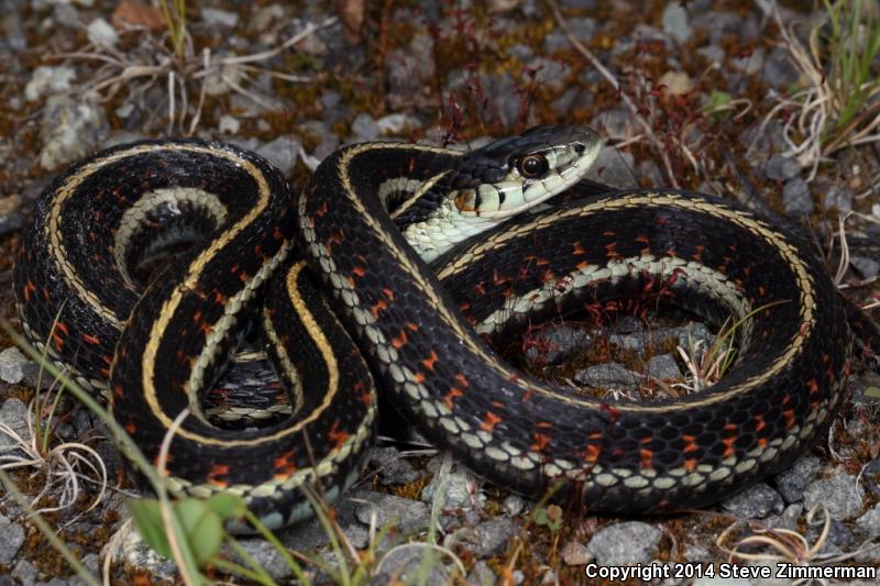 Puget Sound Gartersnake (Thamnophis sirtalis pickeringii)