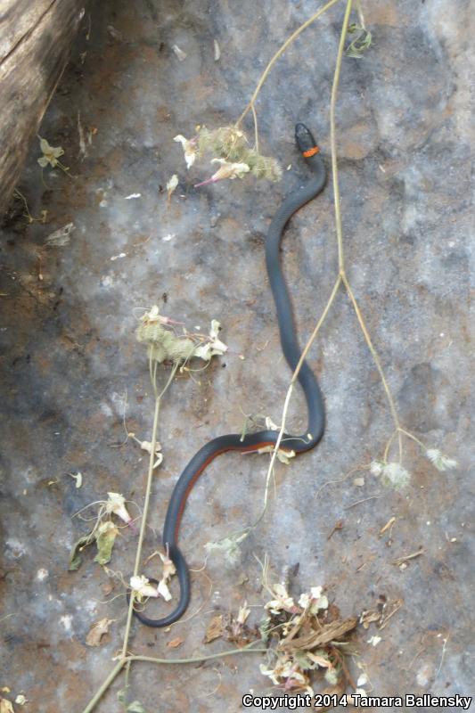 Coral-bellied Ring-necked Snake (Diadophis punctatus pulchellus)