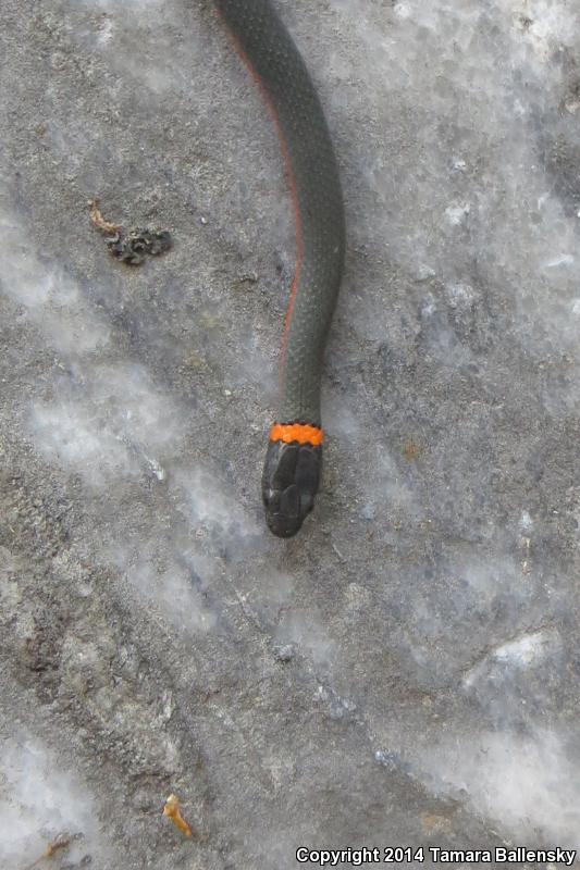 Coral-bellied Ring-necked Snake (Diadophis punctatus pulchellus)