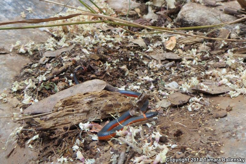 Coral-bellied Ring-necked Snake (Diadophis punctatus pulchellus)