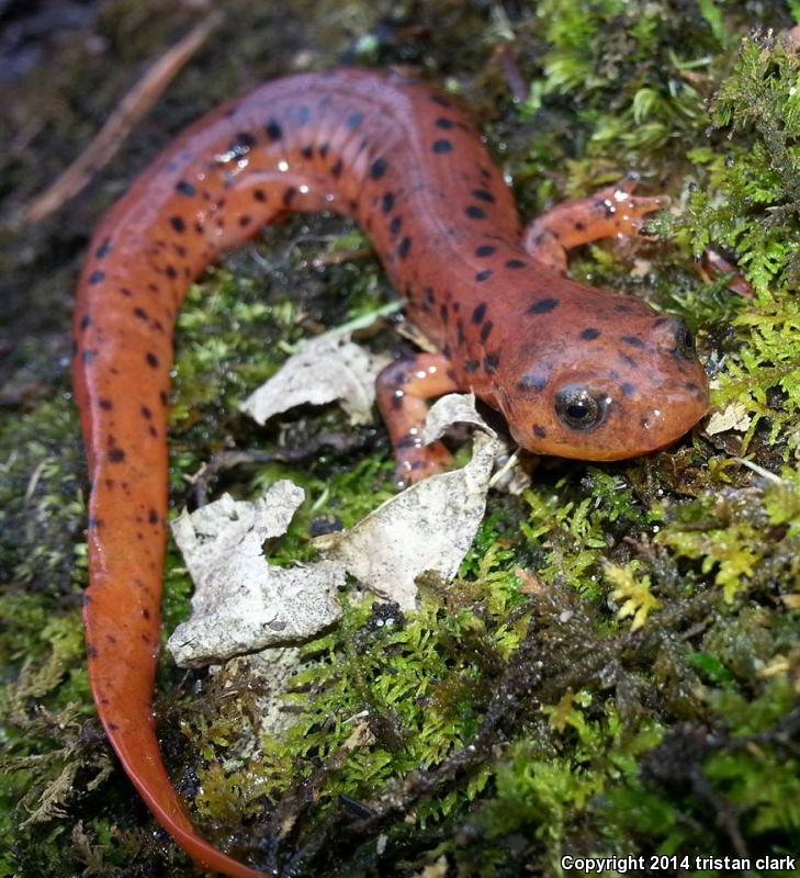 Midland Mud Salamander (Pseudotriton montanus diastictus)