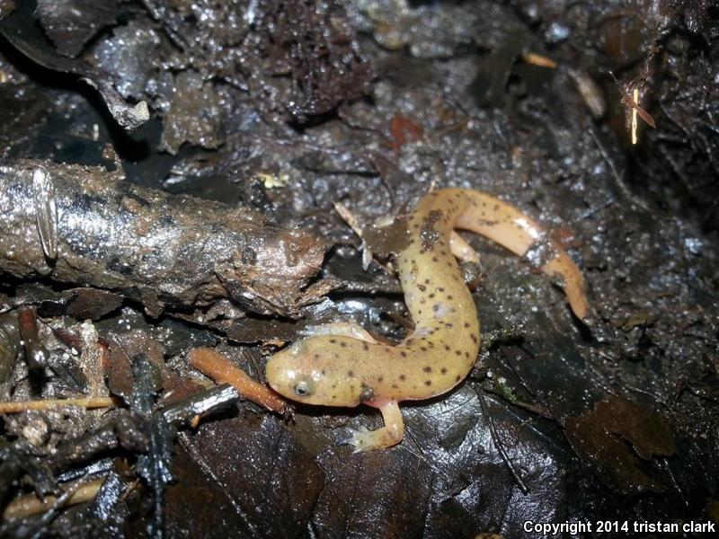 Midland Mud Salamander (Pseudotriton montanus diastictus)