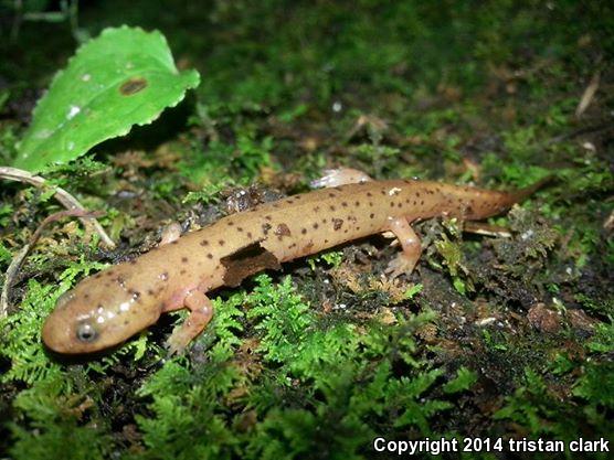 Midland Mud Salamander (Pseudotriton montanus diastictus)