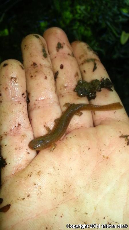 Midland Mud Salamander (Pseudotriton montanus diastictus)