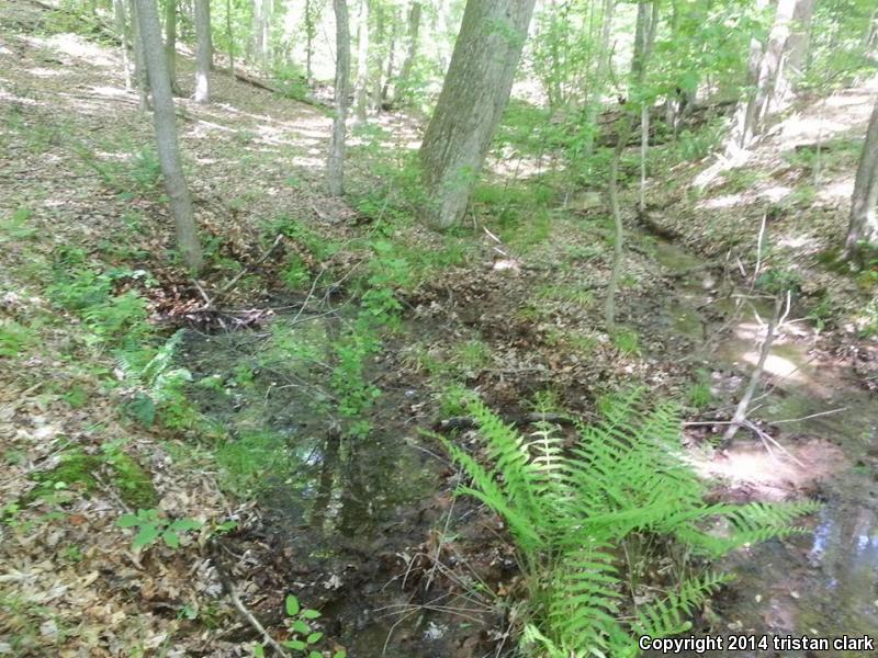 Midland Mud Salamander (Pseudotriton montanus diastictus)