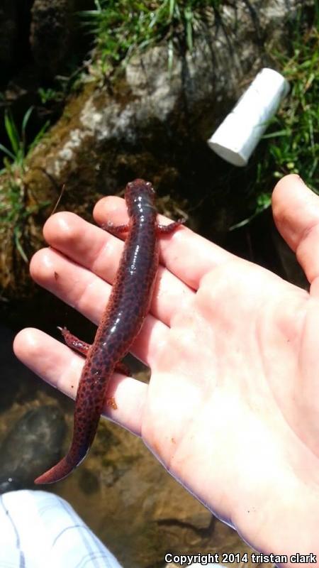 Black-chinned Red Salamander (Pseudotriton ruber schencki)