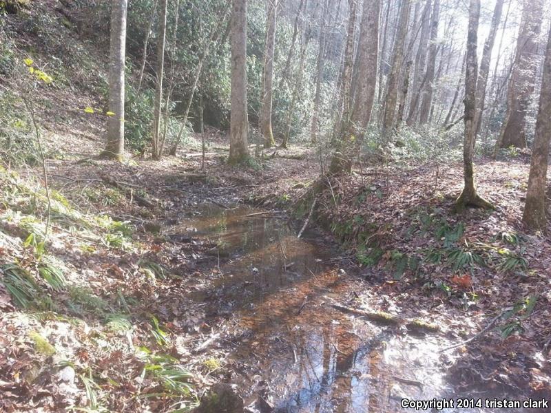 Midland Mud Salamander (Pseudotriton montanus diastictus)