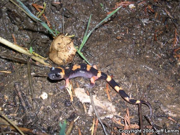 Large-blotched Ensatina (Ensatina eschscholtzii klauberi)