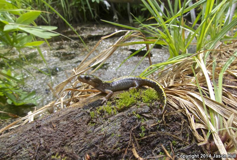 Southern Long-toed Salamander (Ambystoma macrodactylum sigillatum)