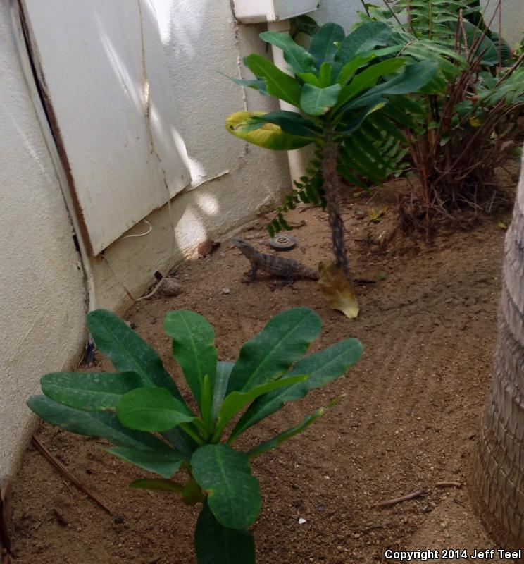 Cape Spiny-tailed Iguana (Ctenosaura hemilopha)