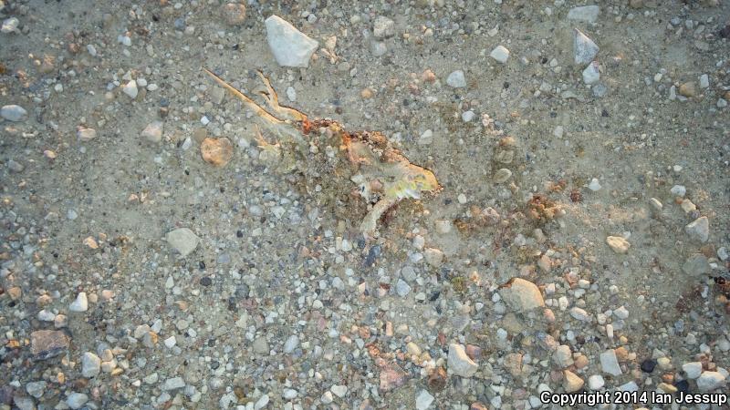 Great Plains Earless Lizard (Holbrookia maculata maculata)