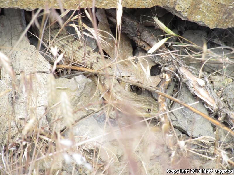 Oregon Alligator Lizard (Elgaria multicarinata scincicauda)