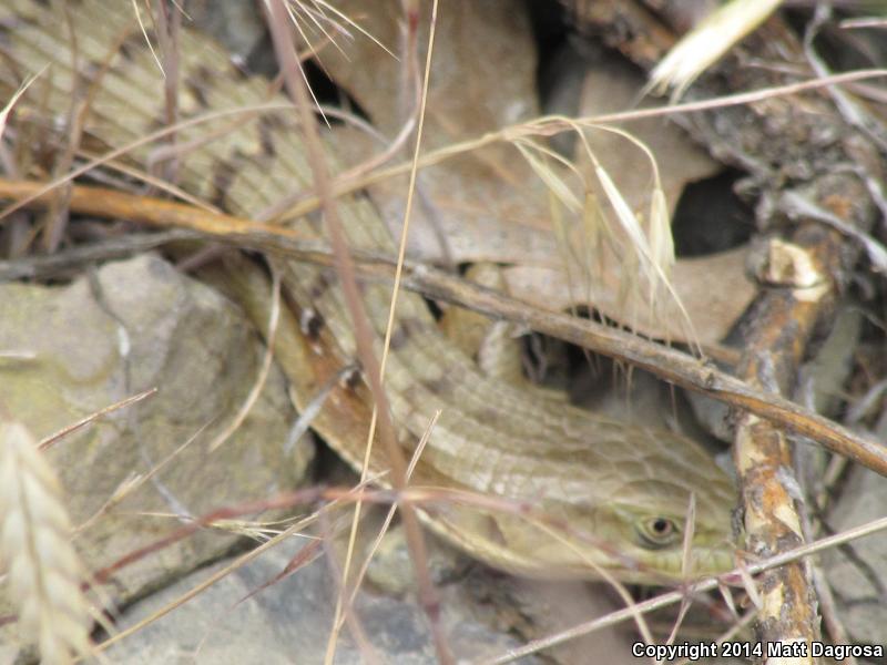 Oregon Alligator Lizard (Elgaria multicarinata scincicauda)