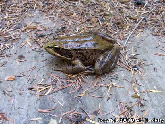 Northern Red-legged Frog (Rana aurora)