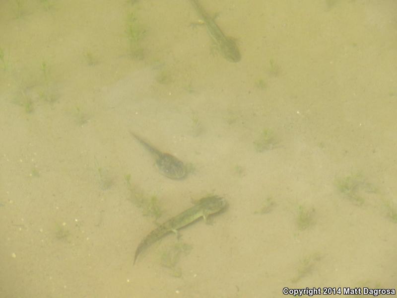 Blotched Tiger Salamander (Ambystoma mavortium melanostictum)