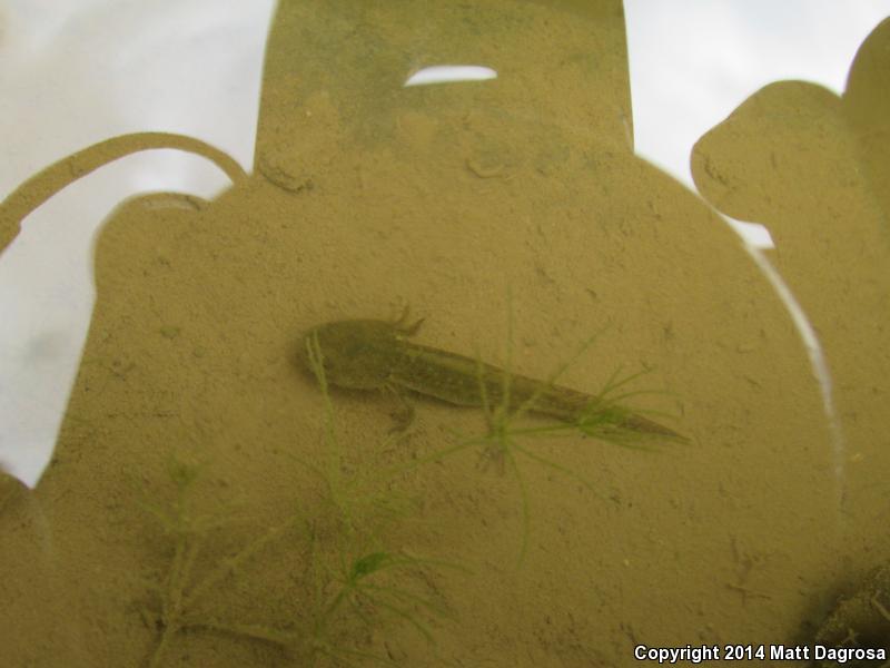 Blotched Tiger Salamander (Ambystoma mavortium melanostictum)