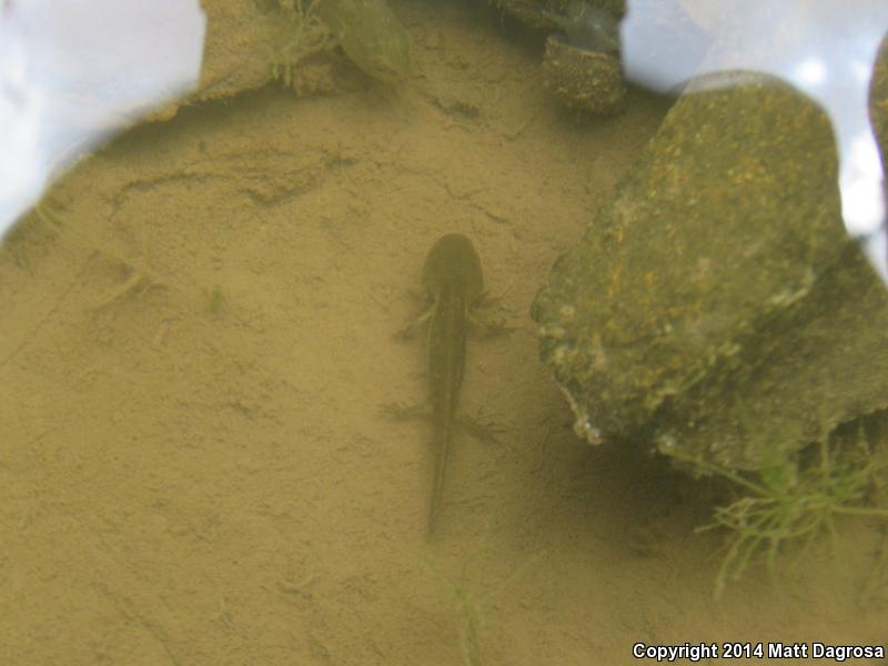 Blotched Tiger Salamander (Ambystoma mavortium melanostictum)