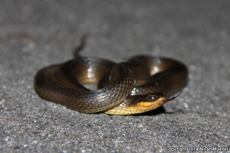 Glossy Crayfish Snake (Regina rigida rigida)