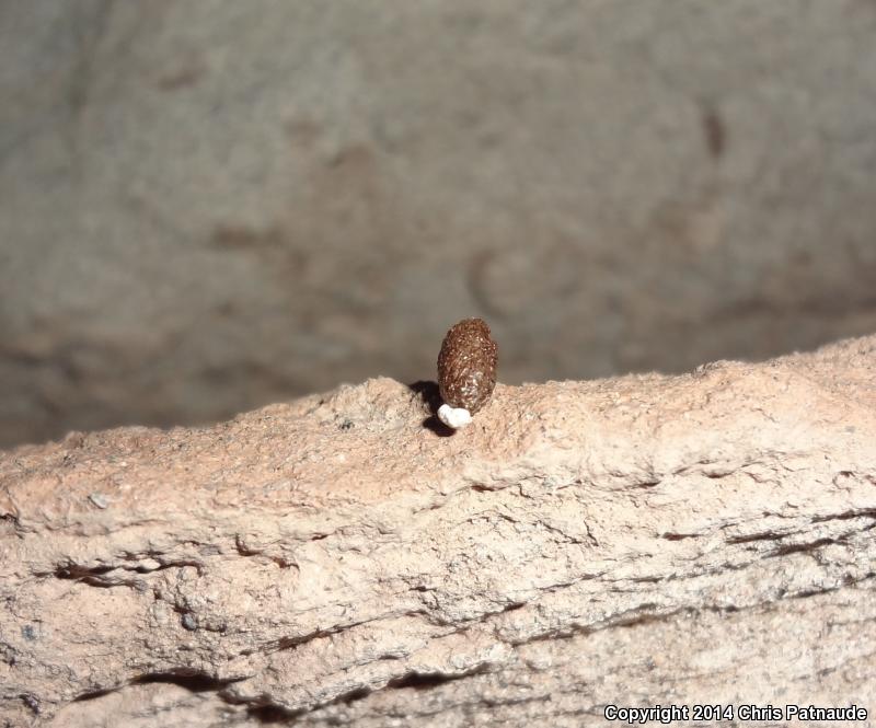 Sandstone Night Lizard (Xantusia gracilis)