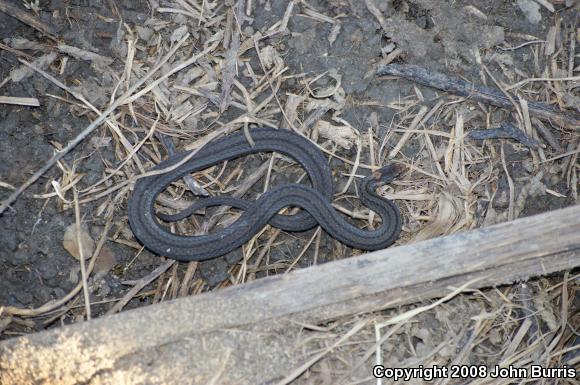 Northern Red-bellied Snake (Storeria occipitomaculata occipitomaculata)