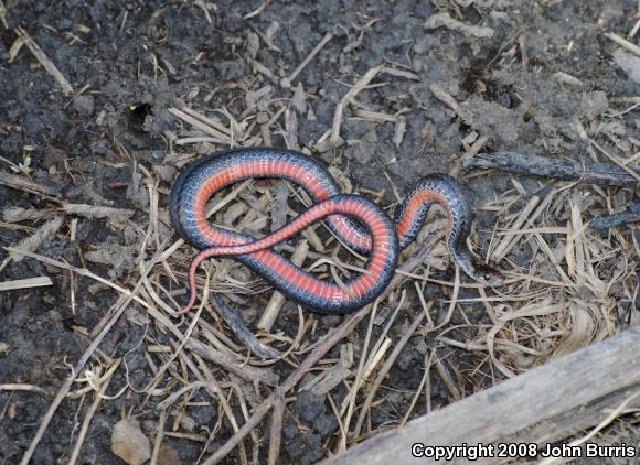 Northern Red-bellied Snake (Storeria occipitomaculata occipitomaculata)