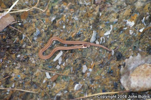 Midland Brownsnake (Storeria dekayi wrightorum)