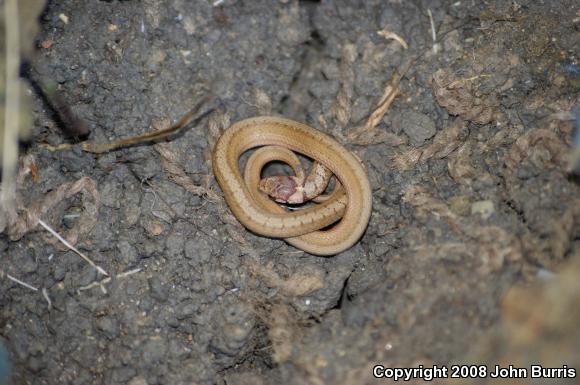 Midland Brownsnake (Storeria dekayi wrightorum)