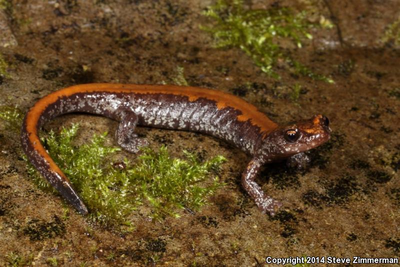 Coeur D'Alene Salamander (Plethodon idahoensis)