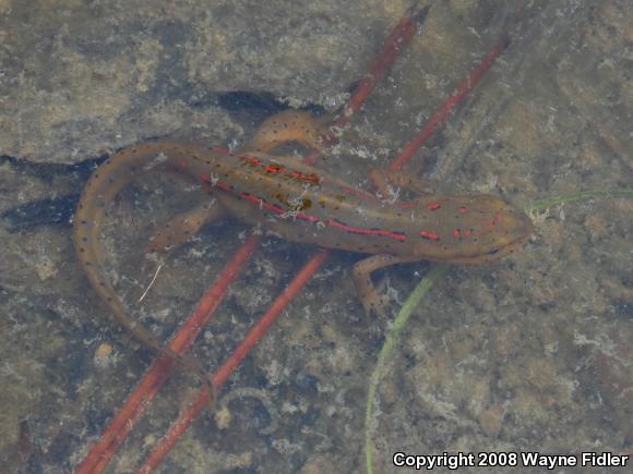 Broken-striped Newt (Notophthalmus viridescens dorsalis)